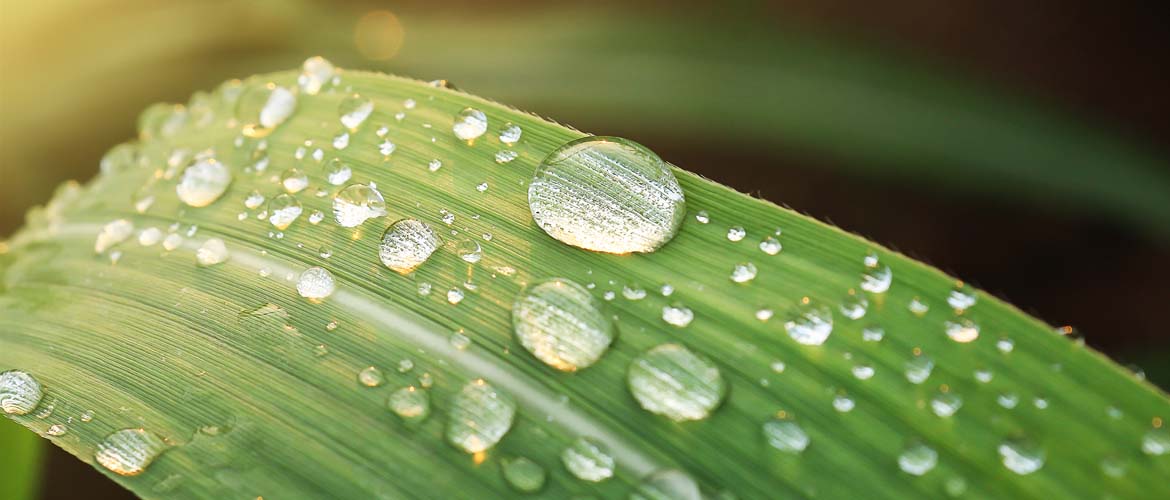 water on leaf