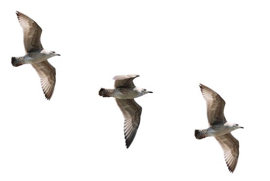 three birds flying