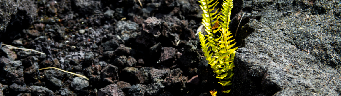 leaf growing in lava