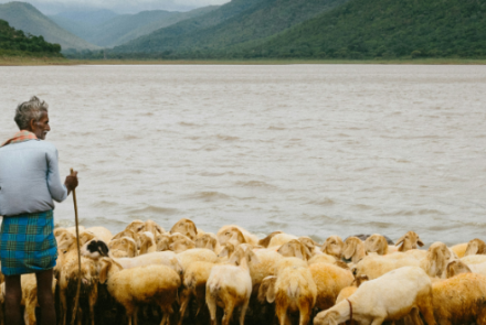 man standing with sheep by water